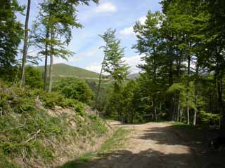 départ sur une piste ombragée