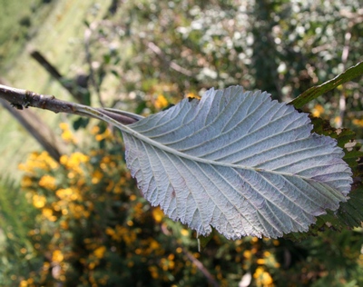 alisier feuille