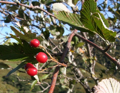 alisier fruit