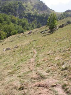 après pista, vers la forêt