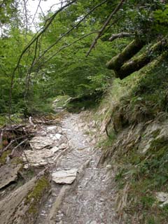 sentier dans la forêt