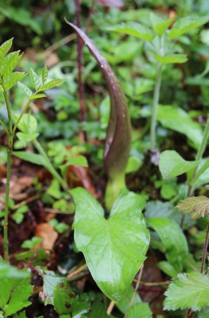 arum tacheté