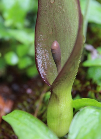 arum tacheté