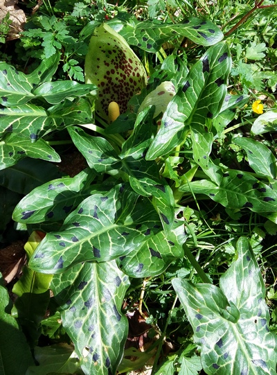 arum negligé