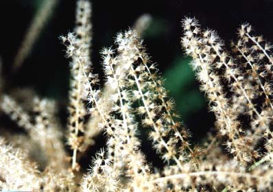 aruncus