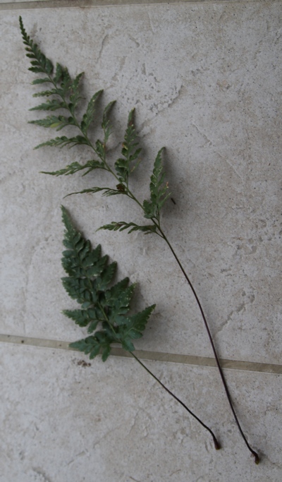 asplenium adiantum noir