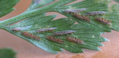 asplenium adiantum noir