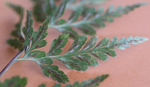 asplenium adiantum noir