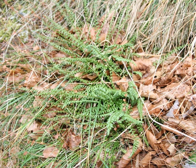 asplenium vert tout