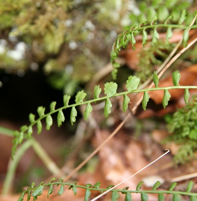 asplenium vert 1 feuille