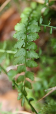 asplenium vert feuille