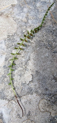 asplenium vert sores