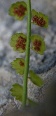 asplenium vert sores