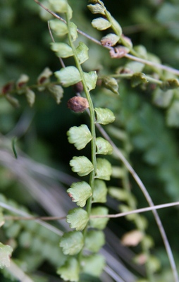 asplenium feuille