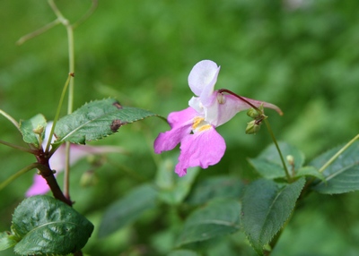 balsamine de balfour fleur1