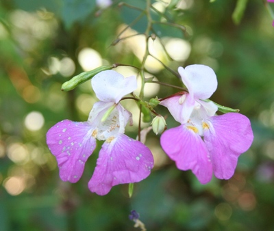 balsamine de balfour fleurs2