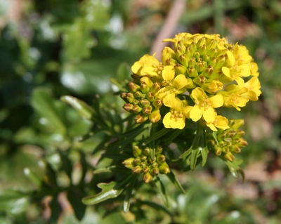 barbarée fleurs