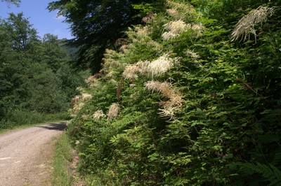 aruncus