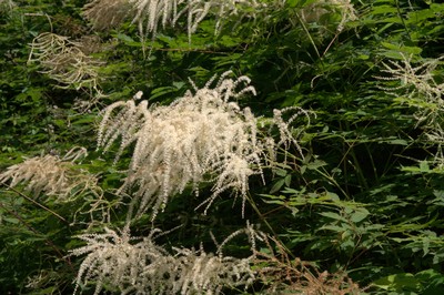 aruncus