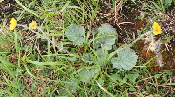 benoite pyrénées entière