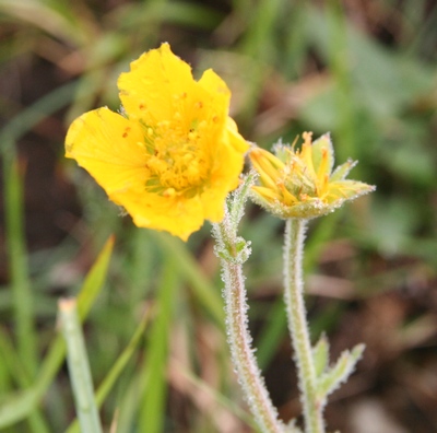 benoite pyrénées fleur