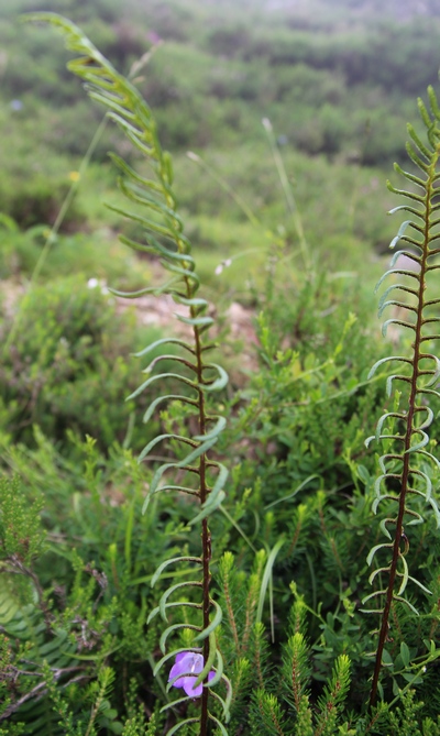 blechnum