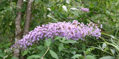 buddleia3