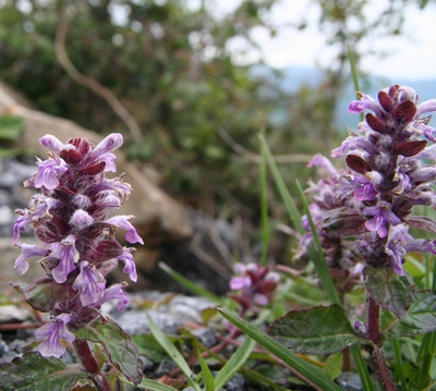 bugle rampante épi rose