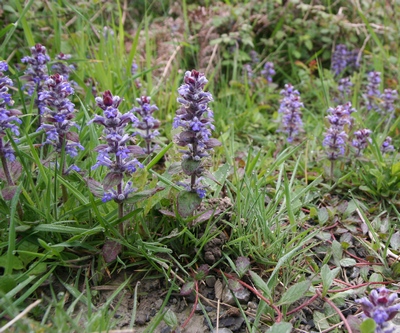 bugle rampante bleue tout