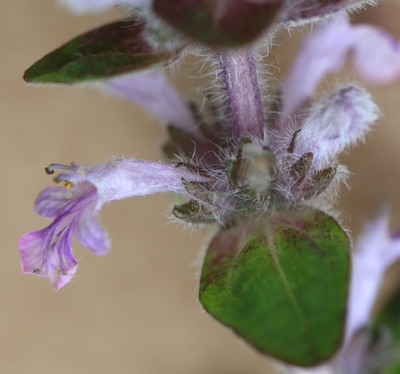 bugle rampante fleur