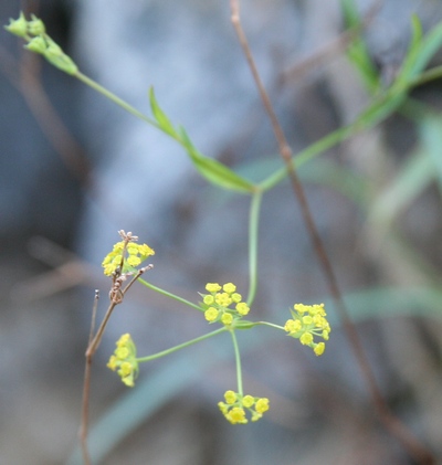 buplevre fleurs