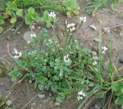 cardamine hirsute