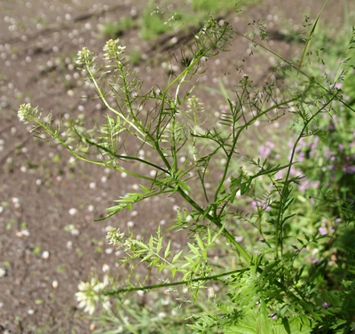 cardamine impatiens tout