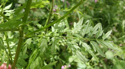 cardamine impatiens feuille