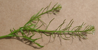 cardamine impatiens fruits