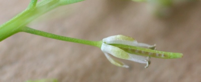 cardamine impatiens fleur