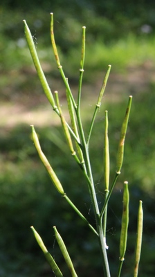 cardamine des prés siliques