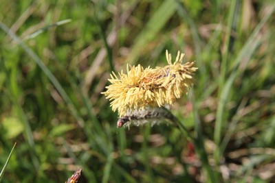 carex glauque