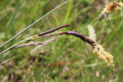 carex glauque