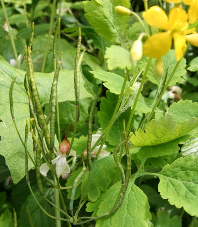 chélidoine fruits