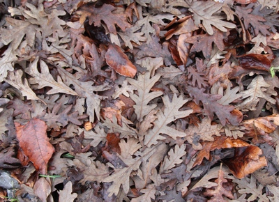 chene taurin feuilles mortes