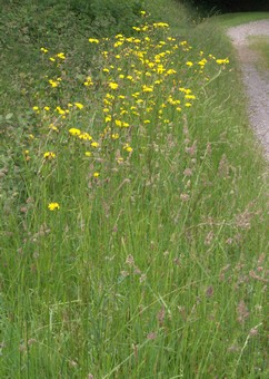 crepis biennis