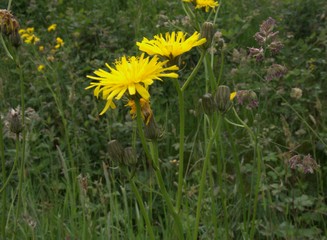 crepis biennis