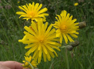 crepis biennis