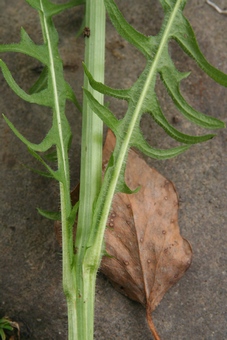 crepis biennis