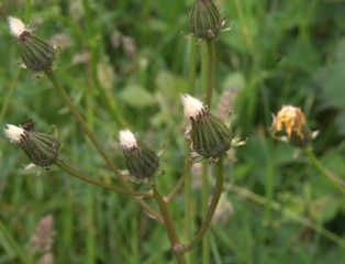 crepis biennis