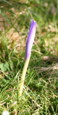 crocus jeune