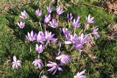 crocus groupe