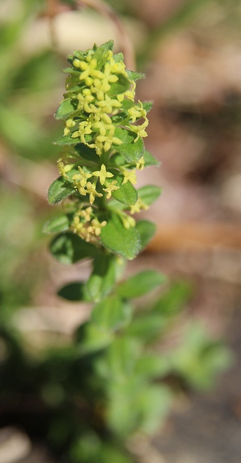 cruciata glabra