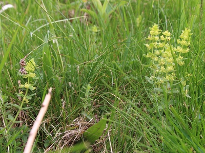 cruciata glabra